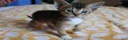Abyssinian cats for sale: Abyssinian X (Abyssinian X) - Advert 8