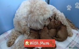 Cavapoo dogs for sale: Exquisite F1B Cavapoo Puppies - Image 11