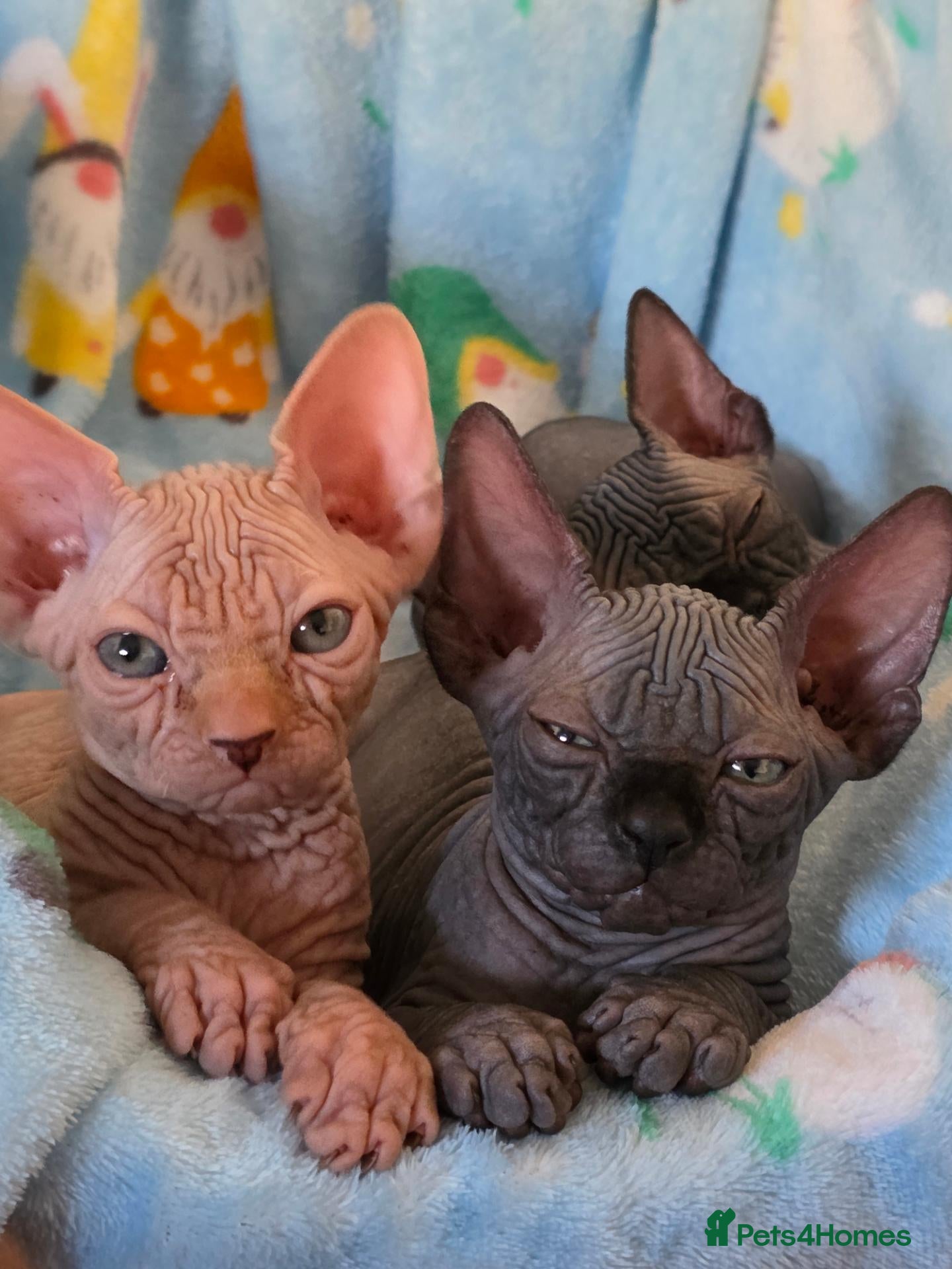 Sphynx cats LAST😍✨ Exceptional Sphynx Kitten Available ✨ - Advert 5