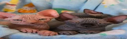 Sphynx cats for sale: ✨ Exceptional Sphynx Kittens Available ✨ - Advert 22