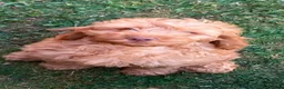 Cockapoo dogs for sale: Cockapoo puppies - Advert 3