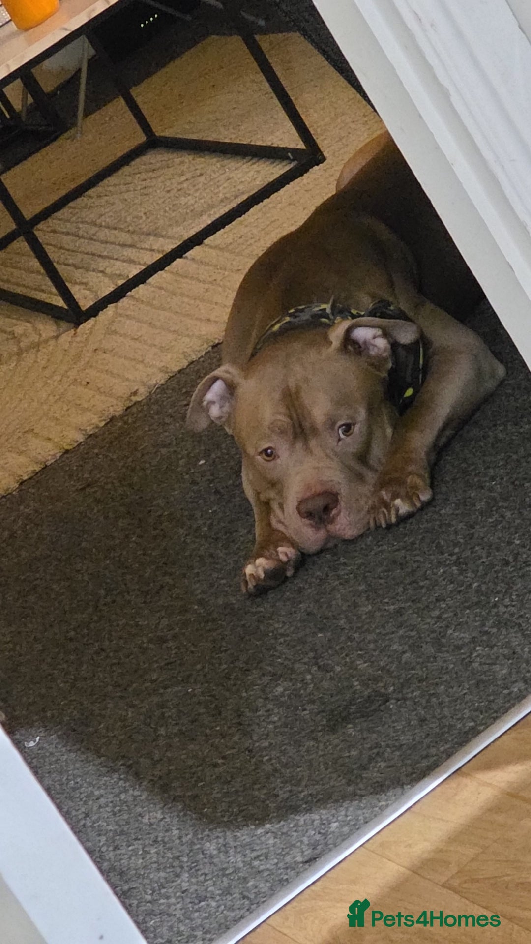 American Bully dogs for stud: Tan and white Boy American bully  - Image 7