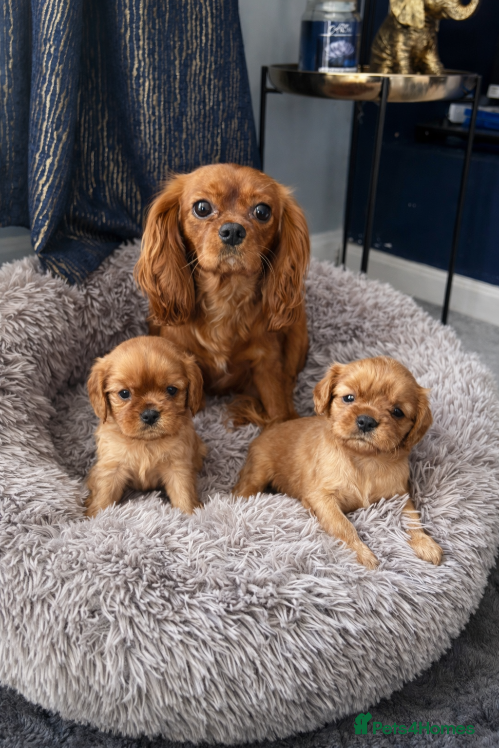 Cavalier King Charles Spaniel dogs RUBY, King Charles cavillers KC registered  - Advert 2