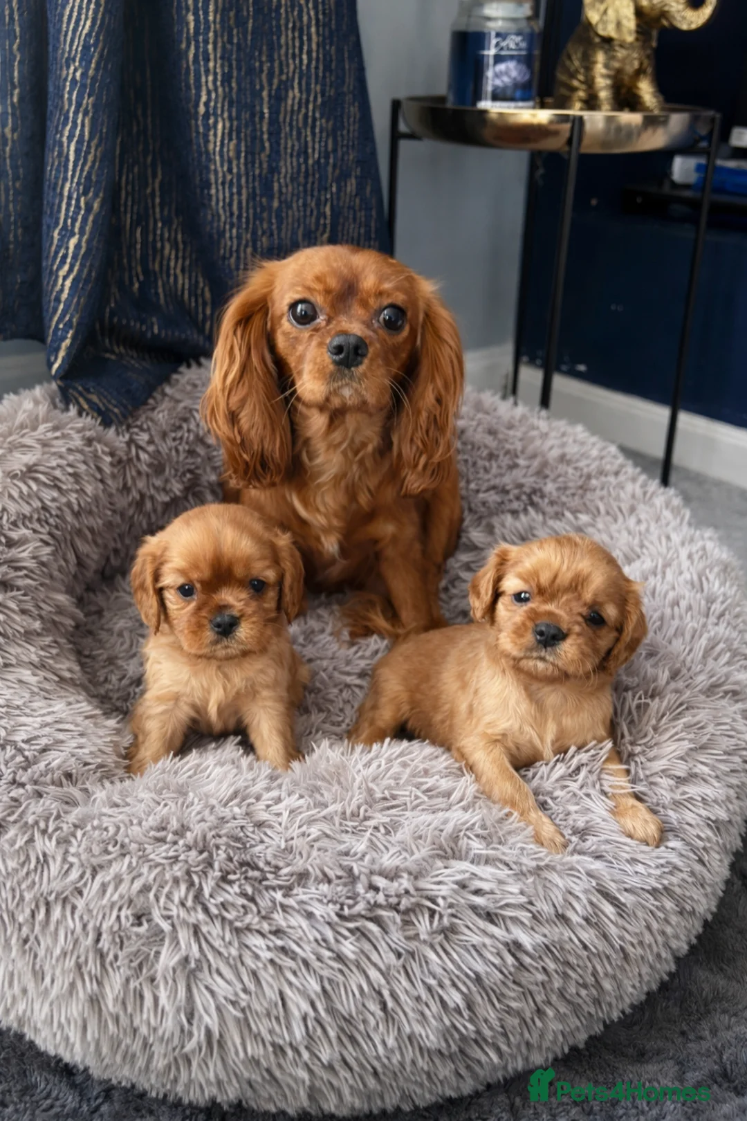 Cavalier King Charles Spaniel dogs for sale: RUBY, King Charles cavillers KC registered  in Doncaster - Advert 1