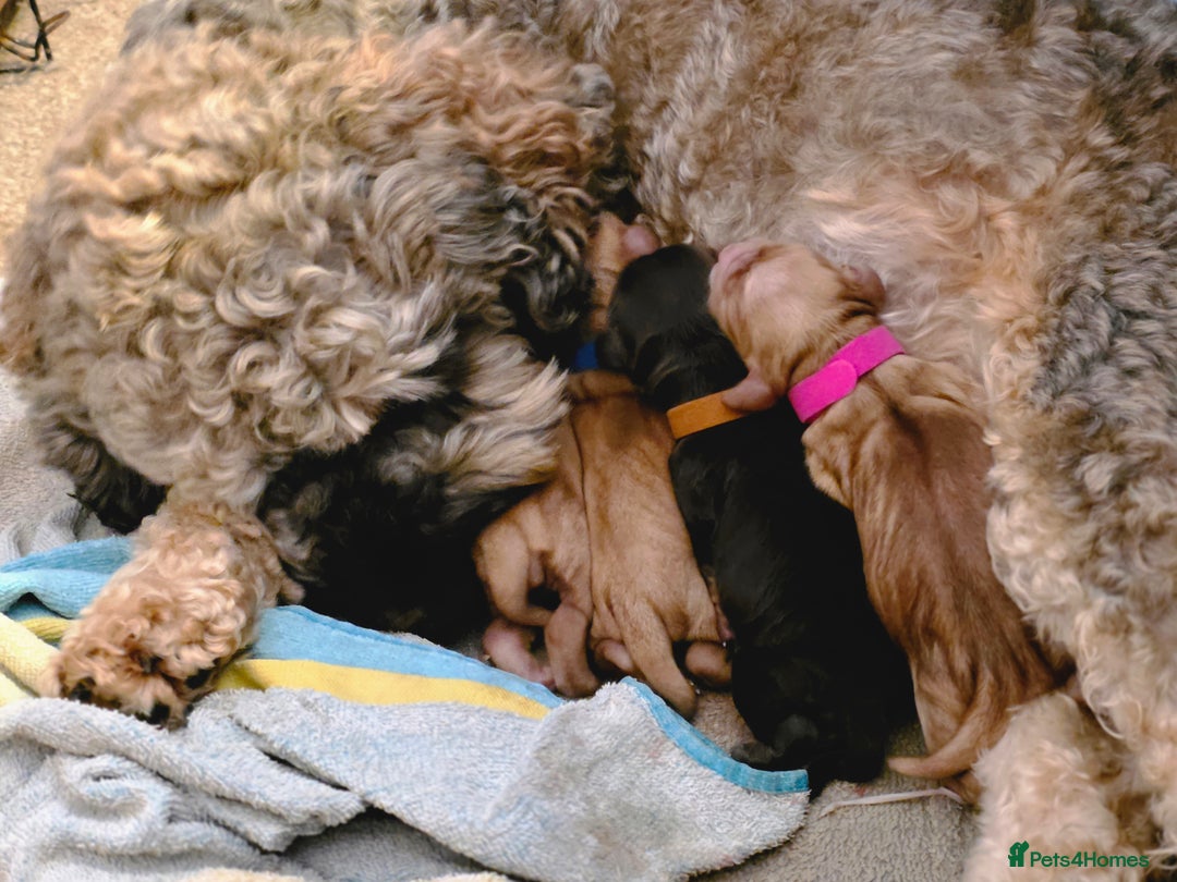 Cockapoo dogs for sale: Stunning f1b cockapoo puppies - Image 1