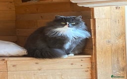 Russian Blue cats for sale: Beautiful Russian Blue 4 Year Old Cat - Image 5