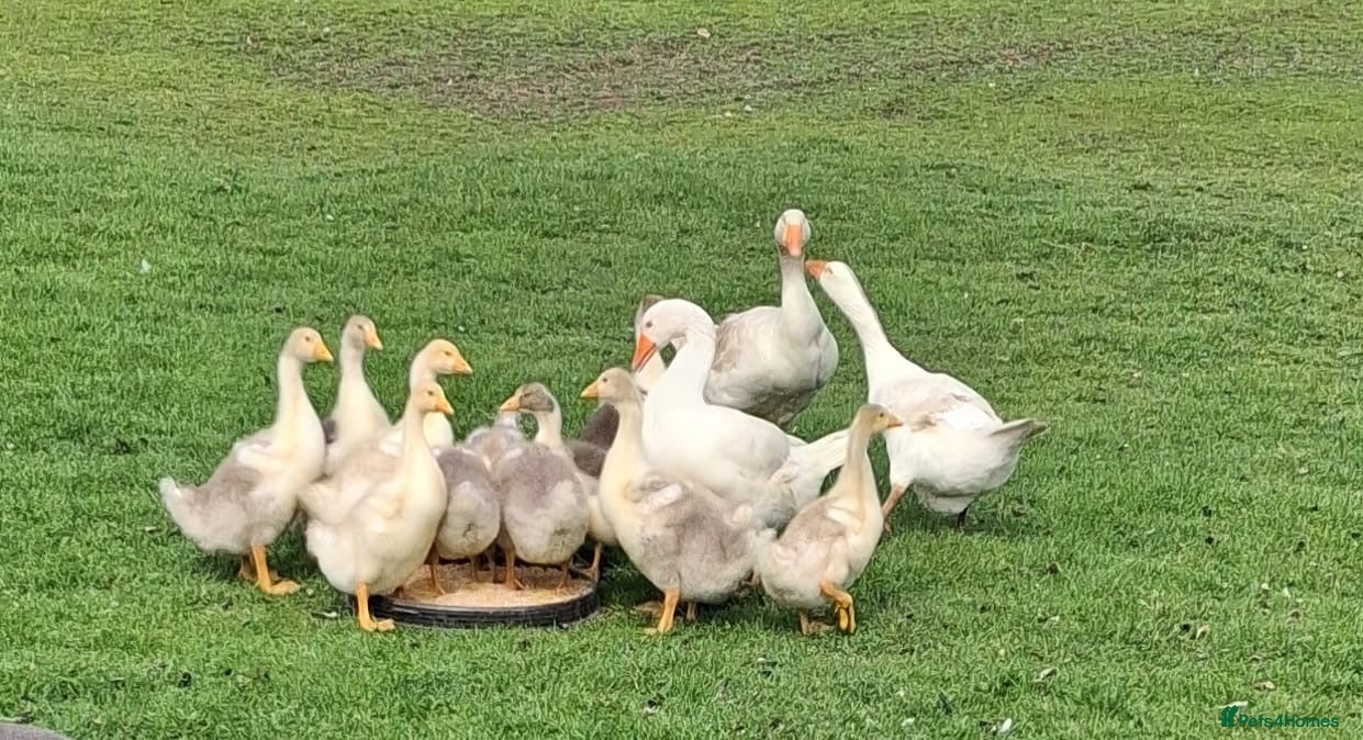 Geese poultry Goslins  - Advert 2