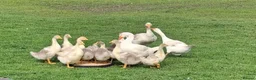 Geese poultry for sale: Goslins  in Middlesbrough - Advert 1