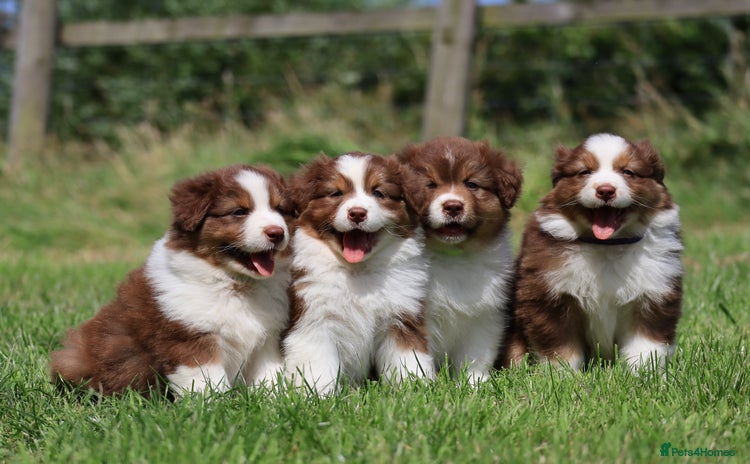 Australian Shepherd dogs - Advert 3
