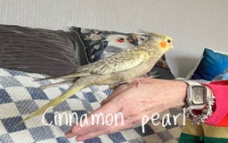 Cockatiels birds for sale: Baby hand reared cockatiels  - Advert 13