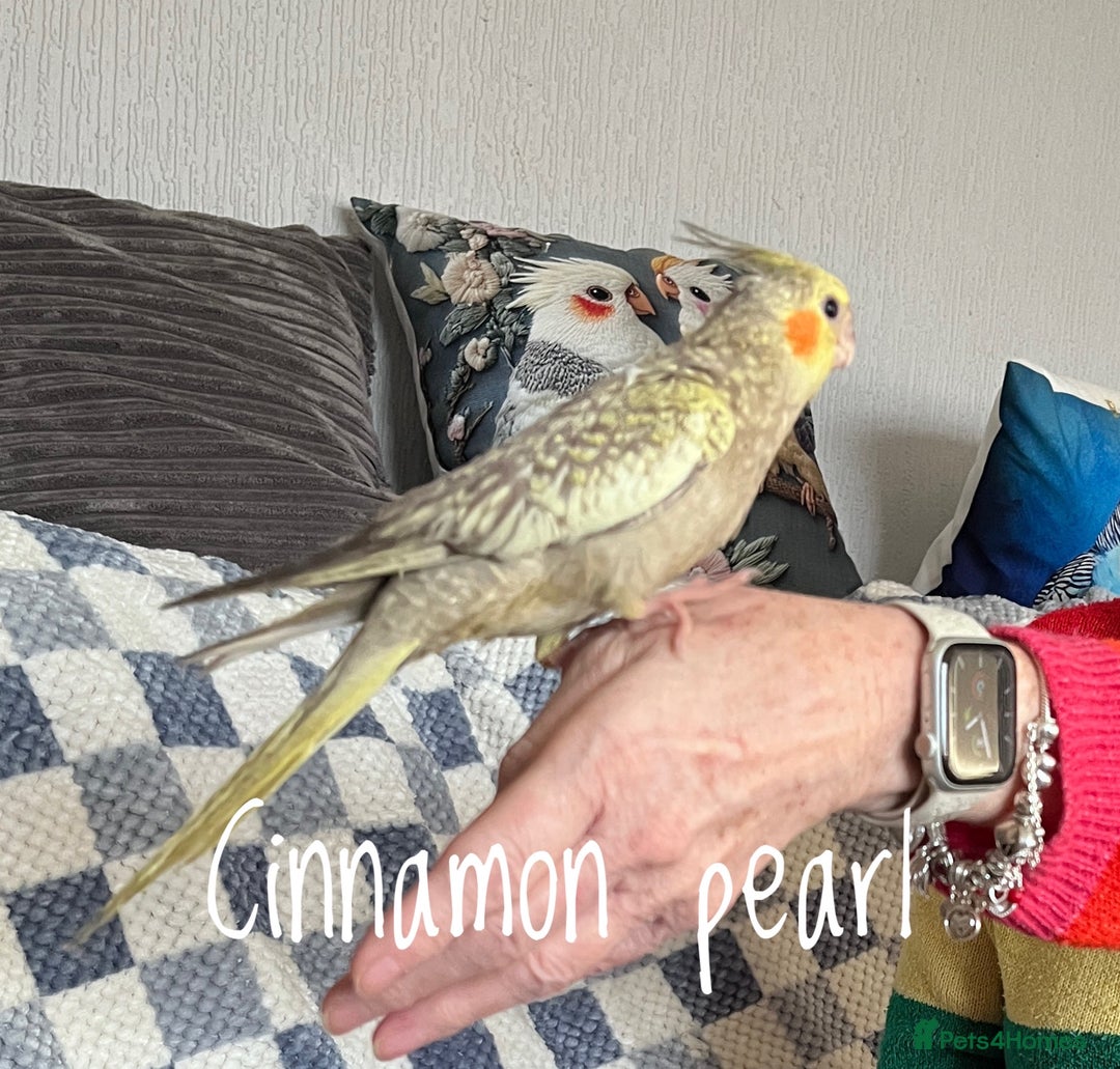 Cockatiels birds for sale: Baby hand reared cockatiels  - Advert 13