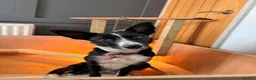 Mixed Breed dogs for sale: 🐾 Beautiful Colipoo Puppies – 4 Girls and 3 boys in Carmarthen - Advert 8
