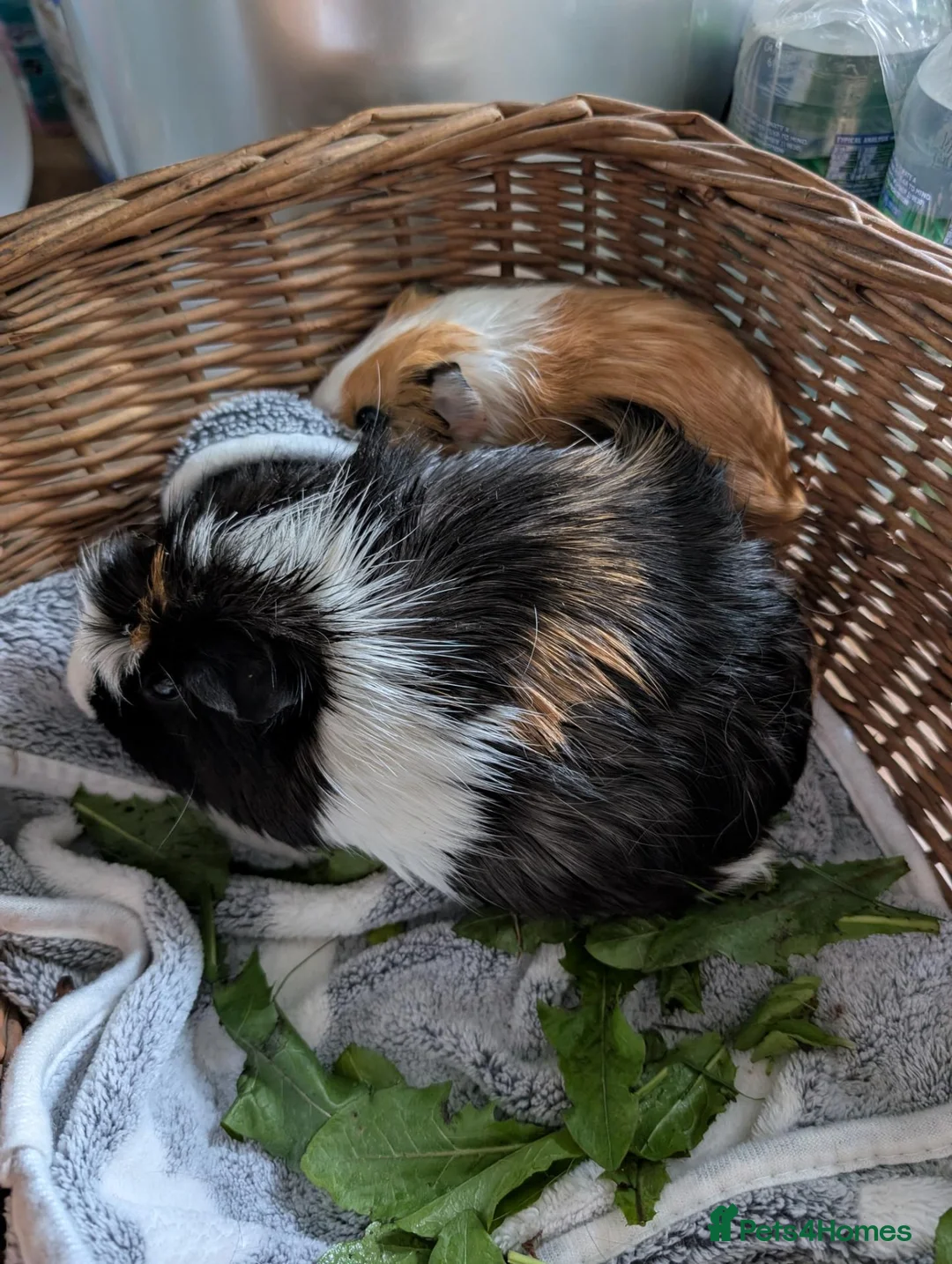 Guinea Pig rodents for sale: Bonded pair of female guinea pigs - Advert 2
