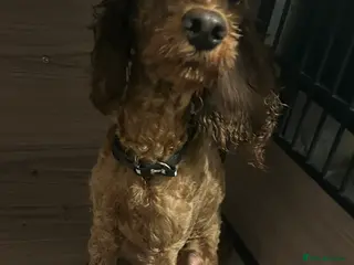 Cockapoo dogs Waffles - Advert 8