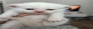 🤍 White Kitten 
