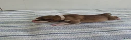 Alaskan Malamute dogs for sale: 8 Beautiful Alaskan Malamute Cross Puppies - Advert 11