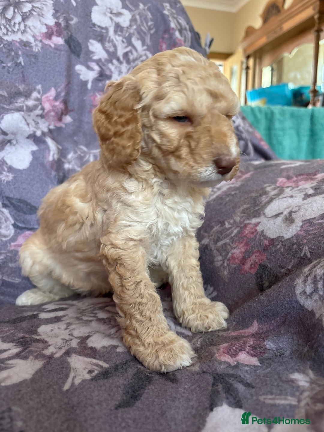 Australian Labradoodle dogs for sale: 💕 Stunning Australian Labradoodles! 💕 - Image 31