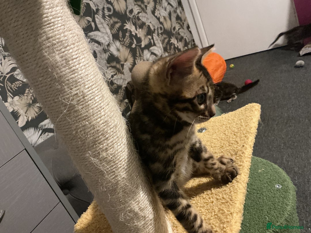 Bengal cats for sale: STUNNING TICA reg Bengal kittens ready to reserve - Image 33