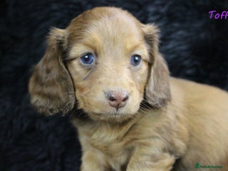 Miniature Dachshund dogs KC PRA Clear Mini Longhair Daxies – Dapple - Advert 2