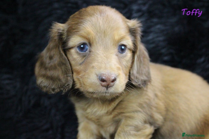 Miniature Dachshund dogs - Advert 2