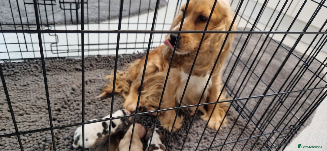 Cocker Spaniel dogs for sale: gorgeous cocker-spaniel puppies  - Advert 2