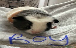 Guinea Pig rodents for sale: Mixed baby guinea pigs - Image 11