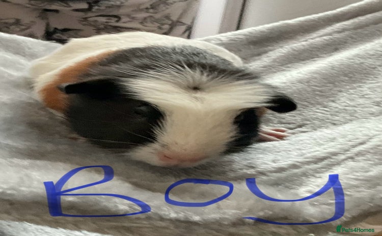 Guinea Pig rodents - Advert 18