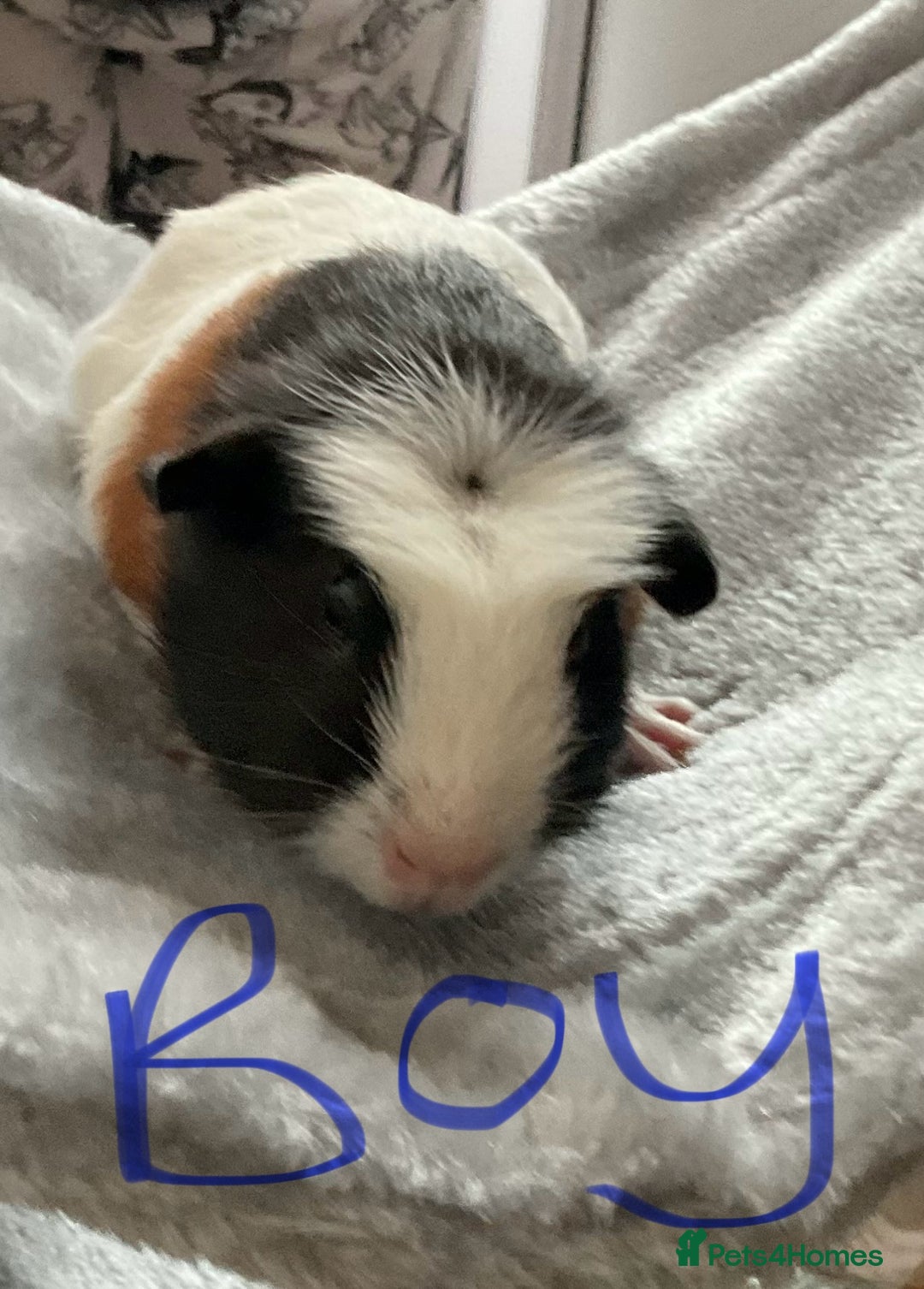 Guinea Pig rodents for sale: Mixed baby guinea pigs - Image 11
