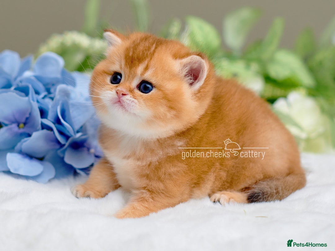 British Shorthair cats for sale: Show Quality Golden Shaded Kittens - Image 4