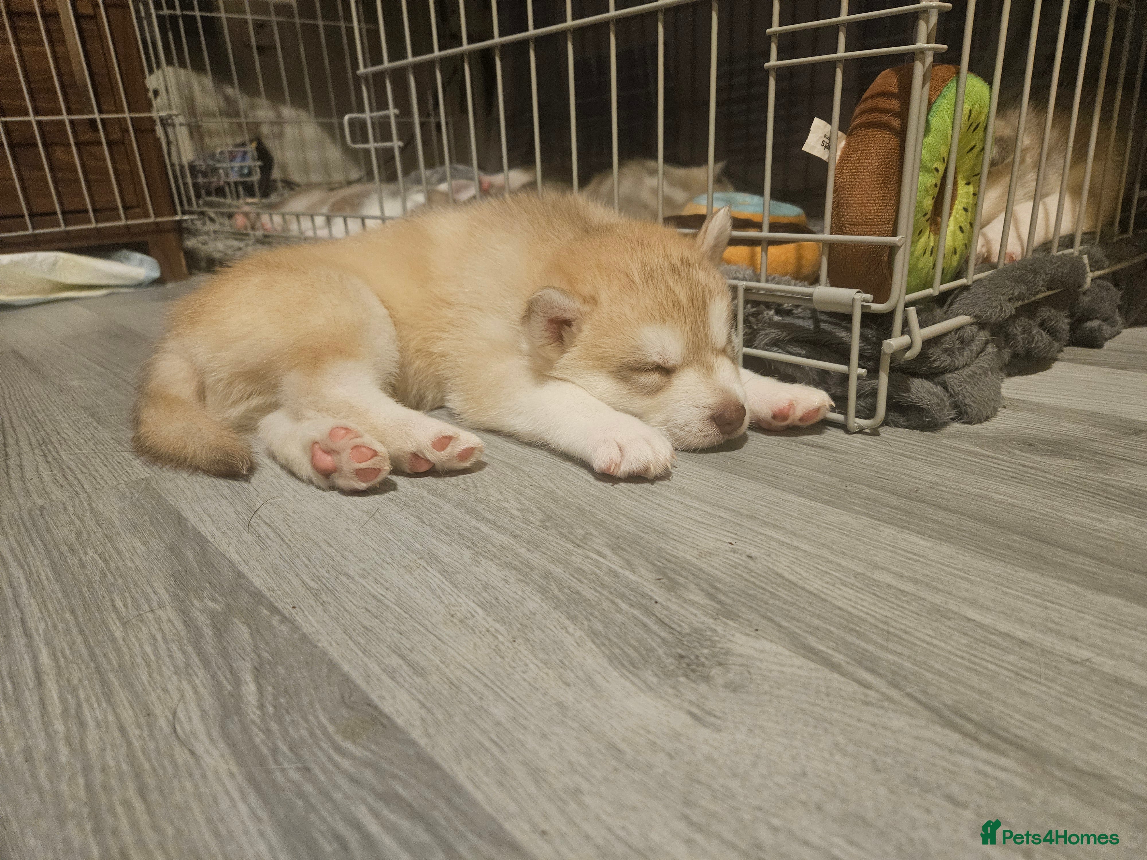 Siberian Husky dogs Male 1 - Advert 1