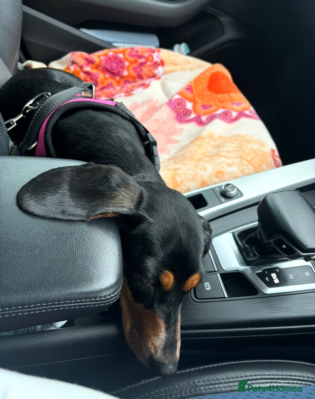 Dachshund dogs for sale: Coco  - Image 4