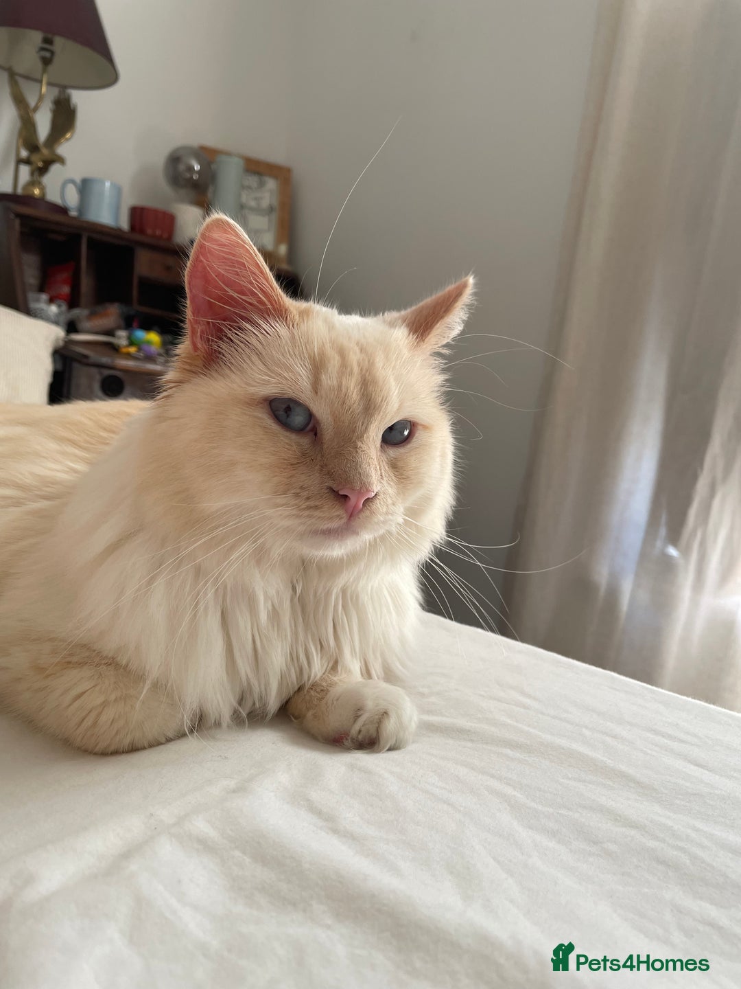 Ragdoll cats for sale: SWEET AND ENERGECTIC RAGDOLL BOY 💙 - Advert 6