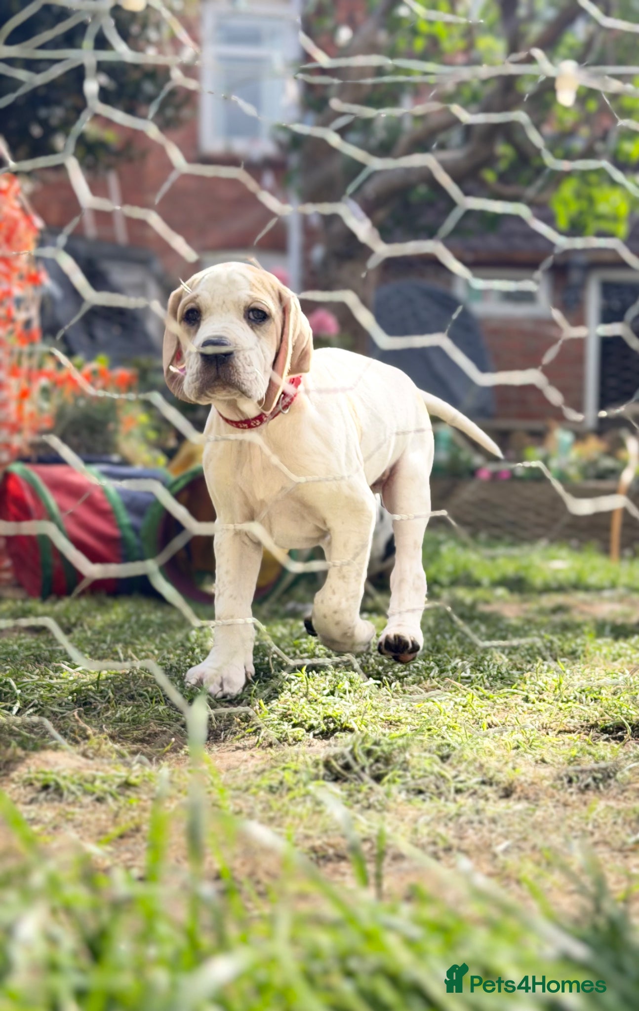 Pointer dogs Stunning Pedigree Pointer pups-will steal hearts - Advert 2