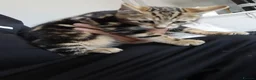 Bengal cats for sale: Bengal kittens looking for new family  - Advert 7