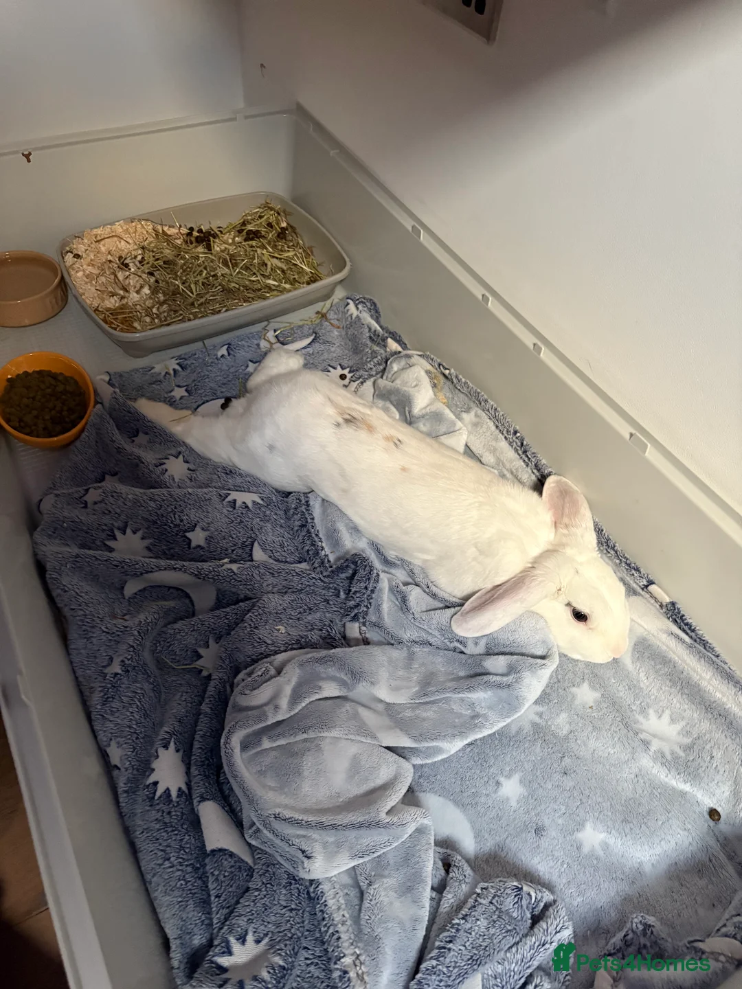 Mixed Breed rabbits for sale: Rabbit  - Advert 5
