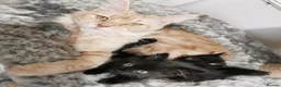 Maine Coon cats for sale: Beautiful Maine Coon Kittens in Market Drayton - Advert 5