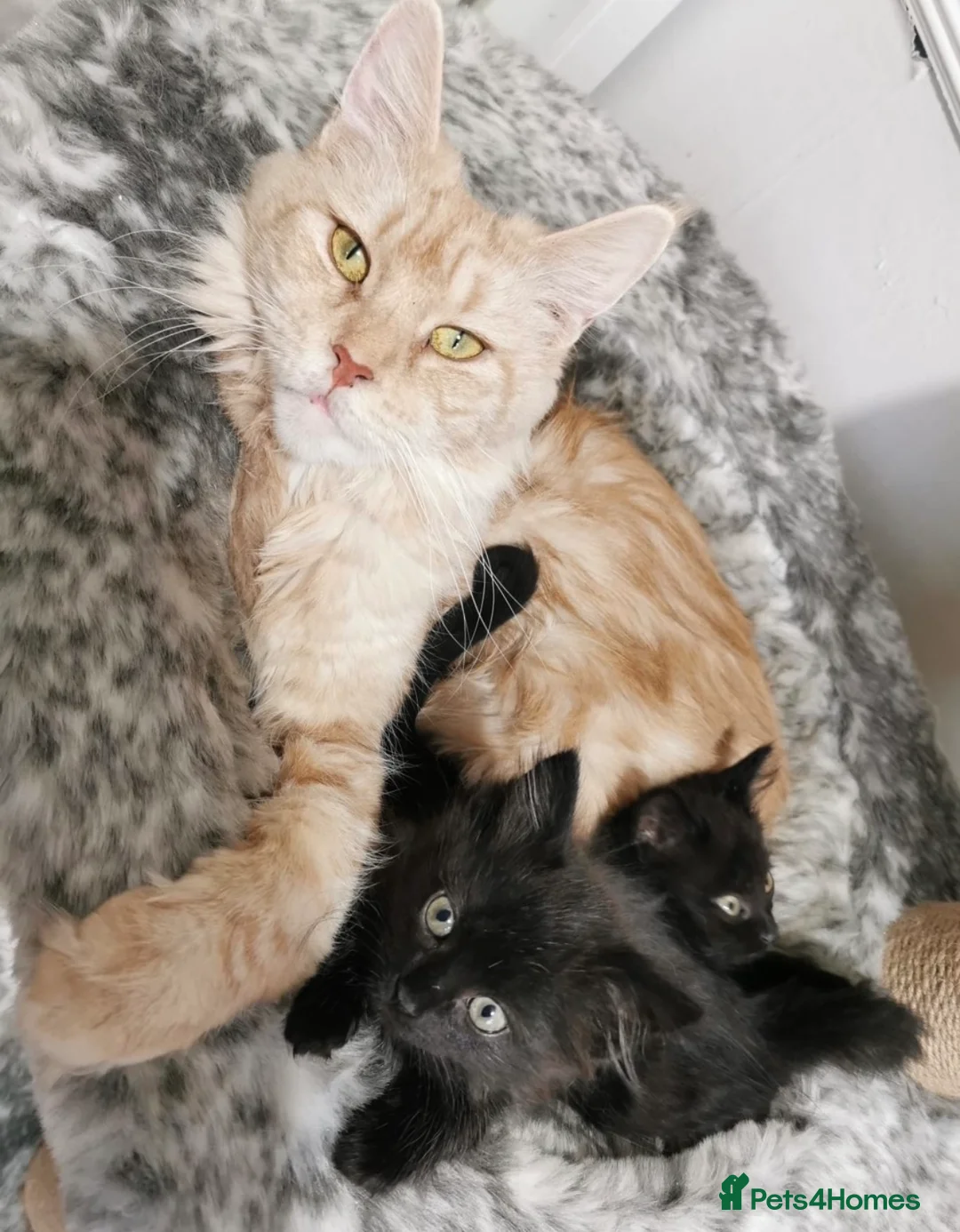 Maine Coon cats for sale: Beautiful Maine Coon Kittens in Market Drayton - Advert 5