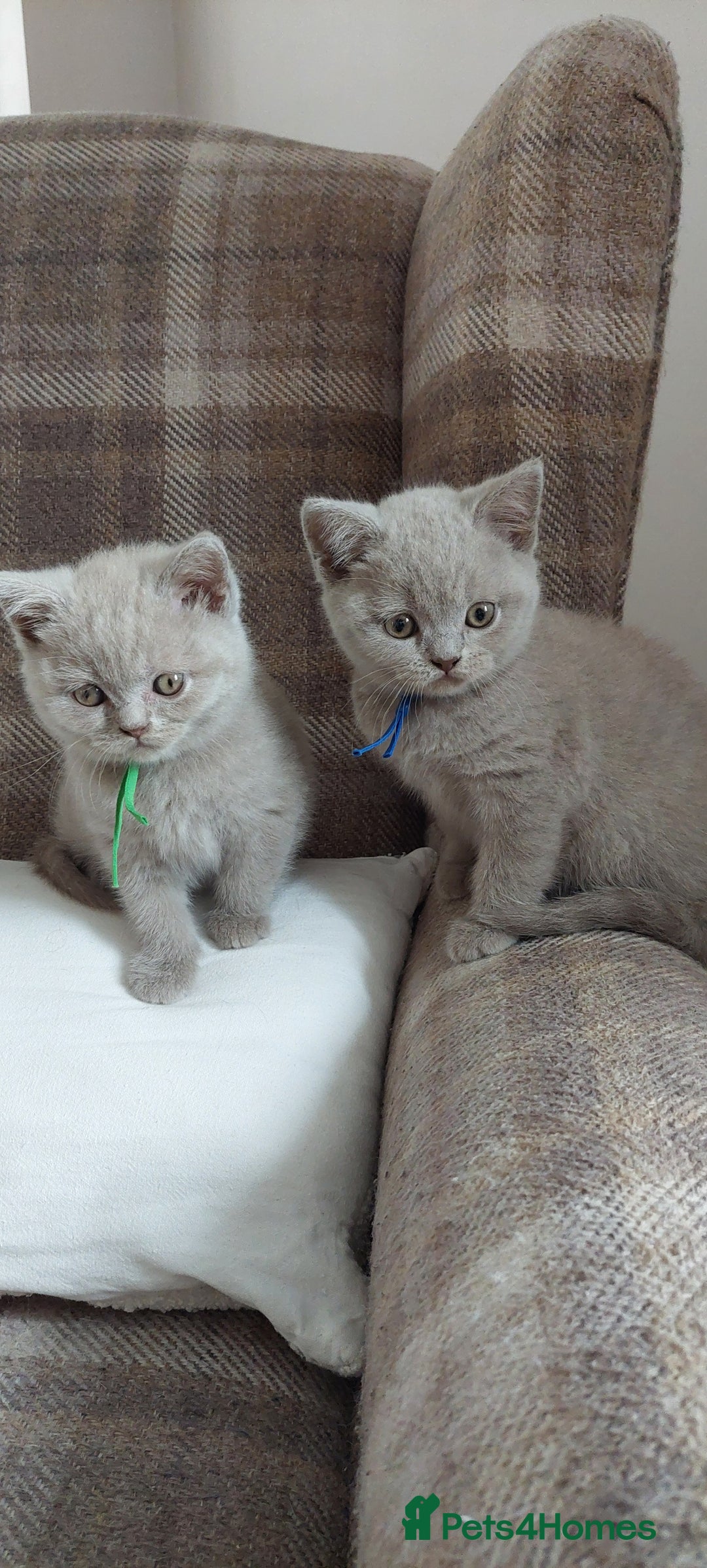 British Shorthair cats for sale: 💙💜GCCF REGISTERED KITTENS💜💙 - Image 6