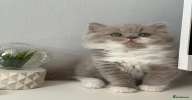 British Shorthair cats - Advert 3
