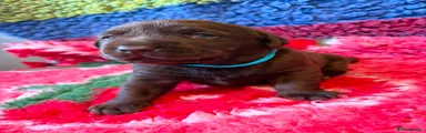 Labrador Retriever 1