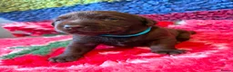 Labrador Retriever dogs for sale: Chocolate Labs Extenively health Tested  - Advert 16
