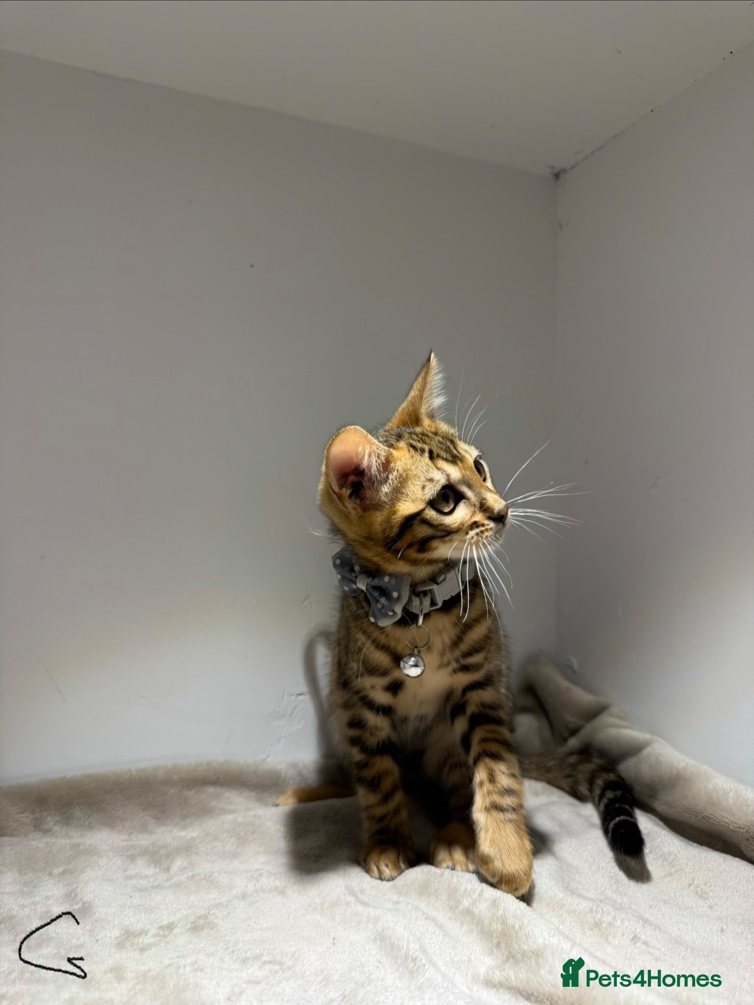 Bengal cats Tica Registered Pedigree Bengal kittens - Advert 2
