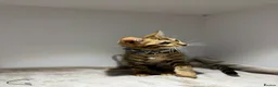 Bengal cats for sale: Tica Registered Pedigree Bengal kittens in Leeds - Advert 3