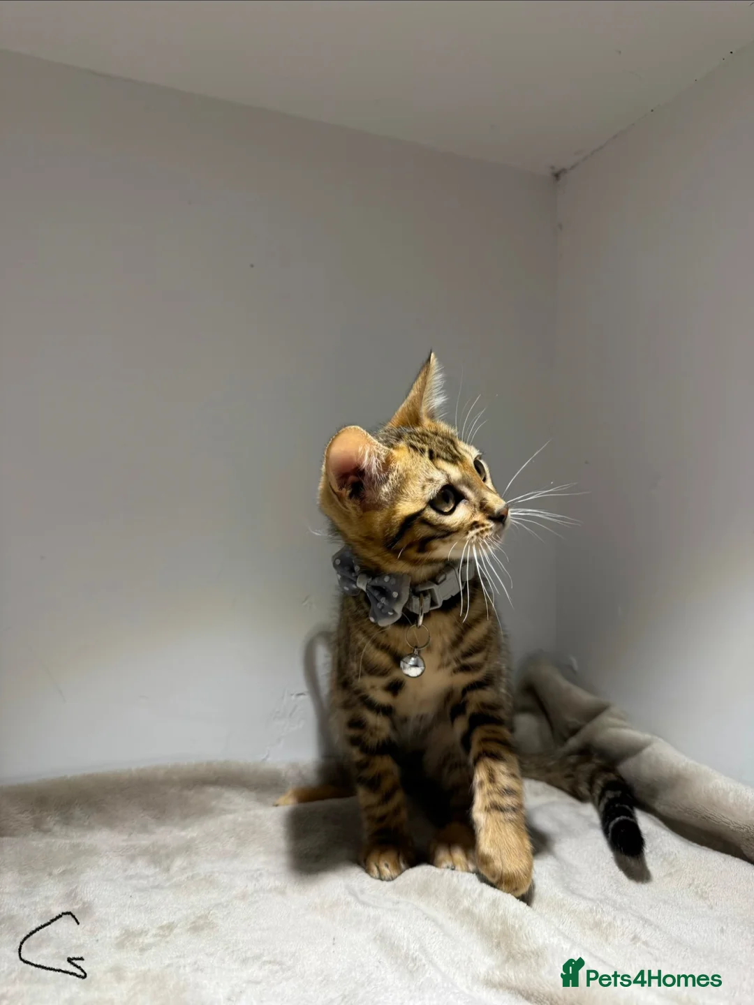Bengal cats for sale: Tica Registered Pedigree Bengal kittens - Advert 2