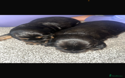 Cocker Spaniel dogs for sale: Cocker spaniel  - Image 8