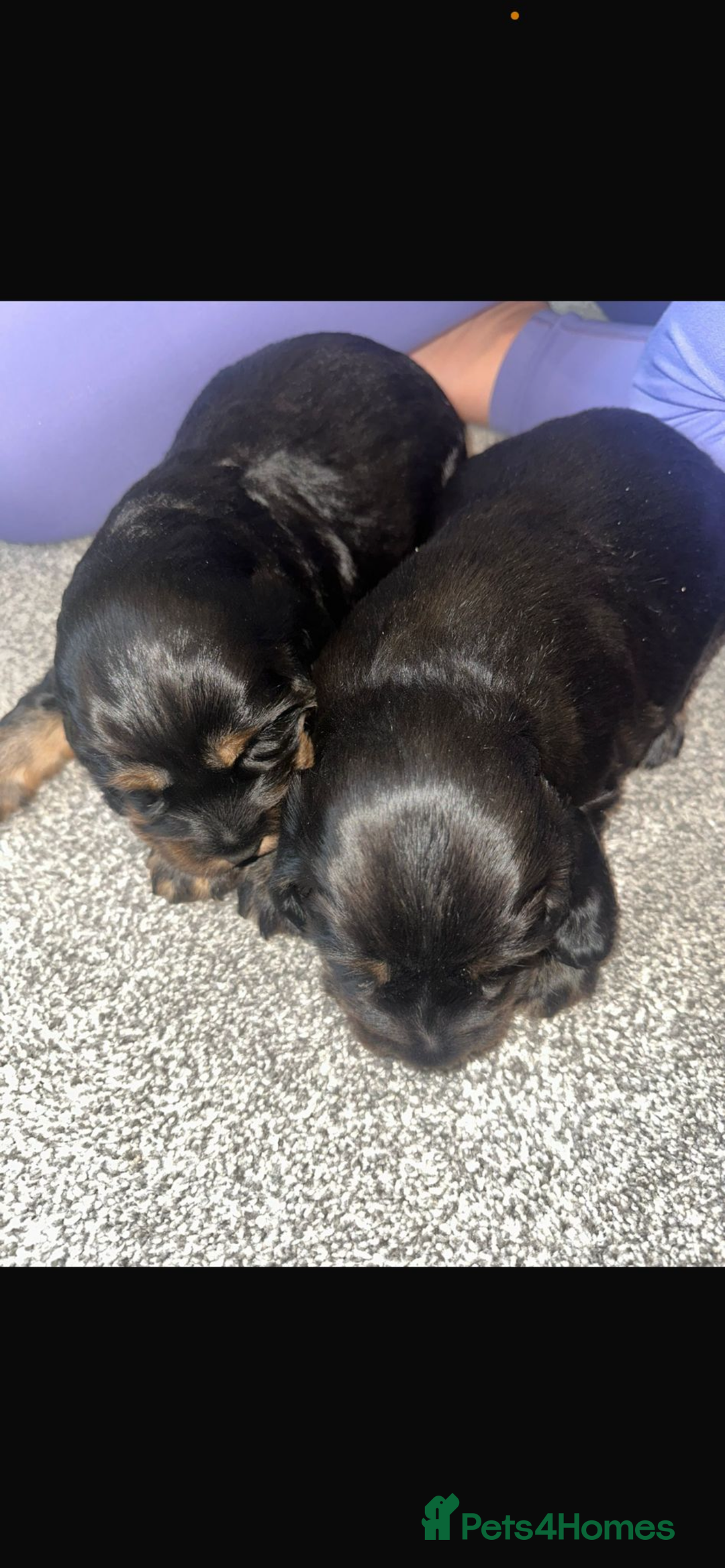 Cocker Spaniel dogs for sale: Cocker spaniel  - Image 8