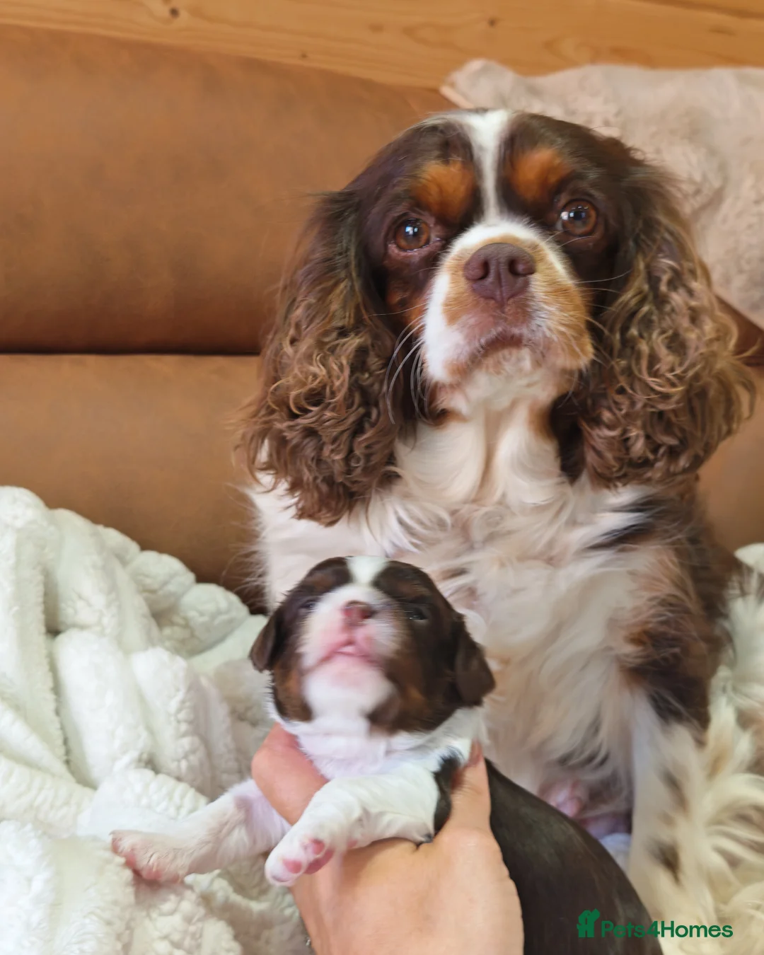 Cavalier King Charles Spaniel dogs for sale: Gorgeous KC Reg Chocolate Tri Boy  in Southampton - Advert 2