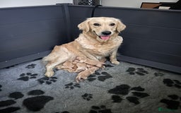 Golden Retriever dogs for sale: Remarkable Golden Retriever Puppies - Image 4
