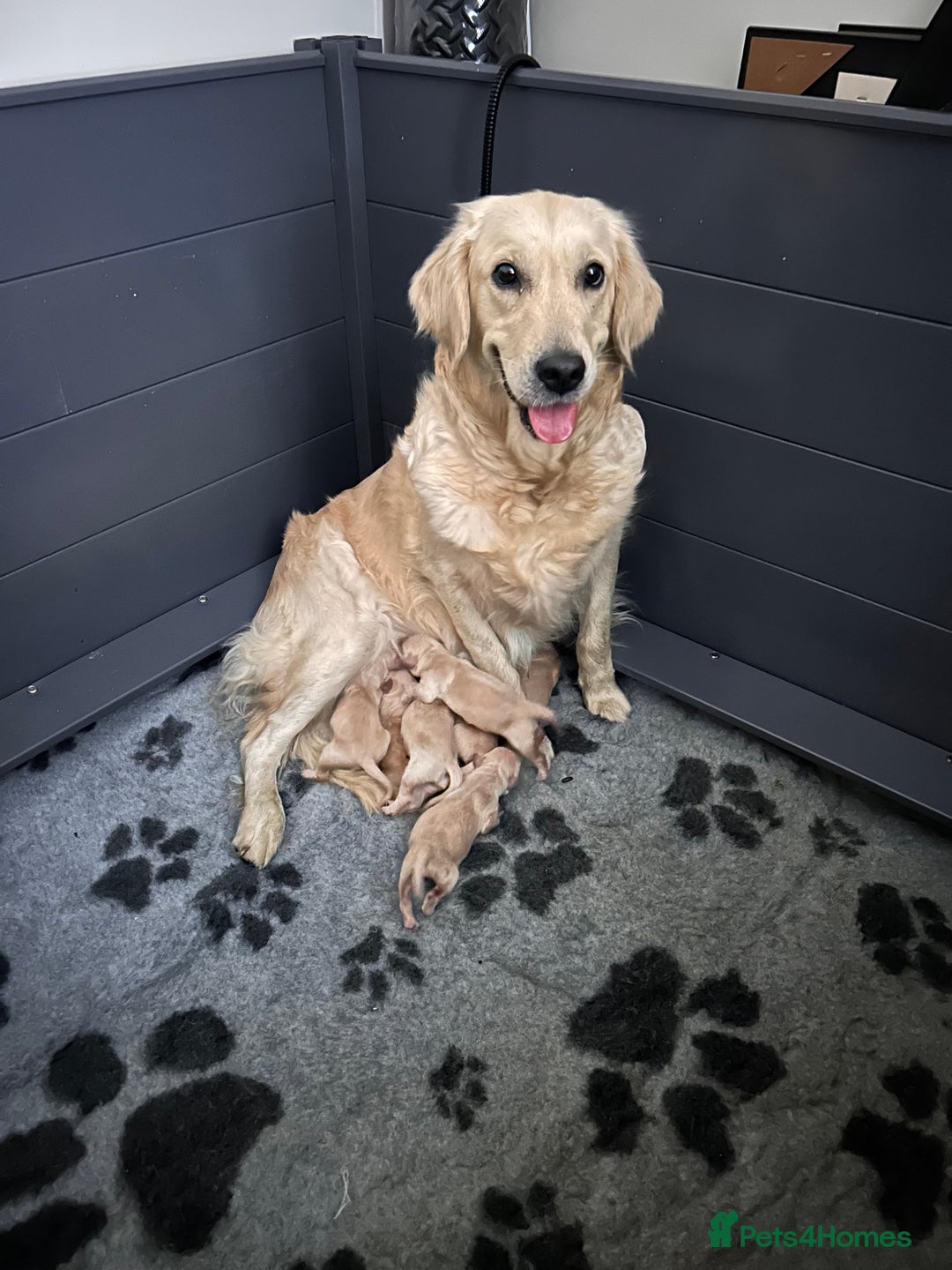 Golden Retriever dogs for sale: Remarkable Golden Retriever Puppies - Image 4