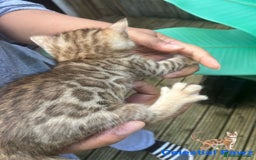 Bengal cats for sale: RARE PEDIGREE BENGAL KITTEN 07542924995  - Image 8